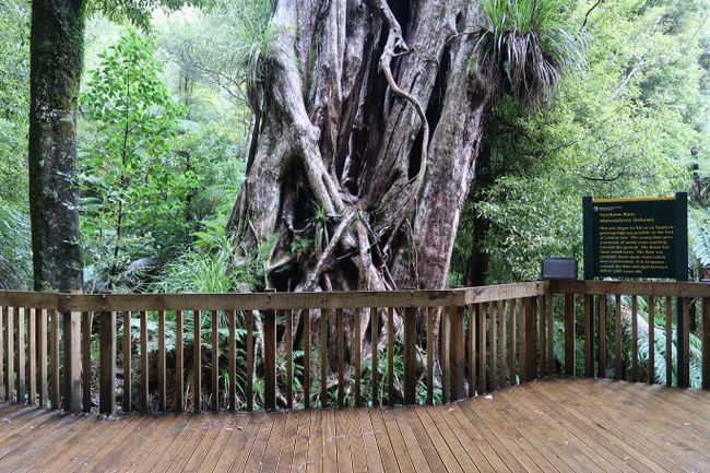 1.000 Jahre alter Rata-Baum