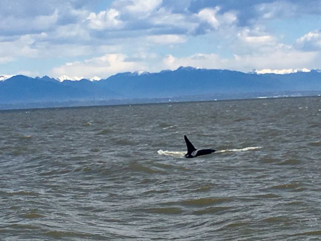 Whale Watching, Vancouver