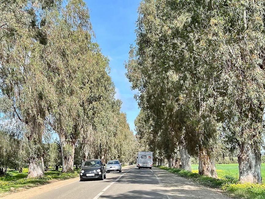 A kilometer-long avenue with decades-old trees. (Photo: Birgit)