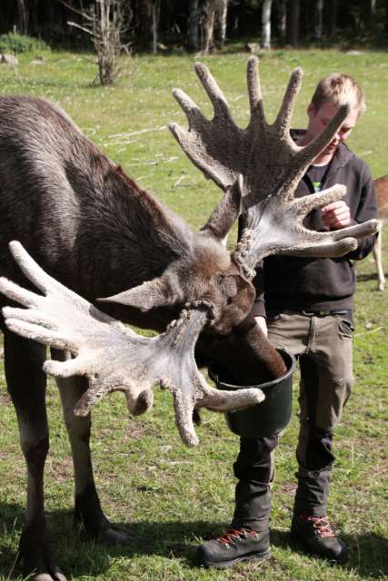 What an antler