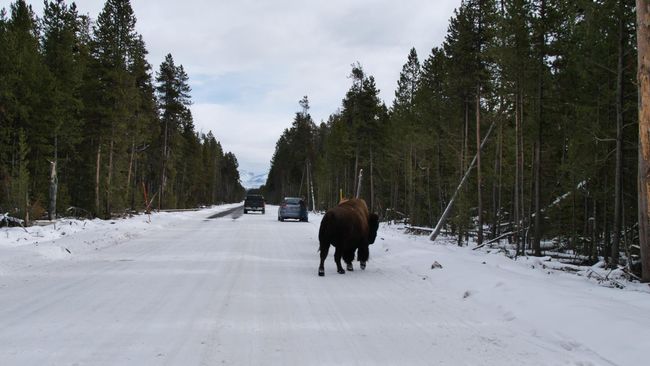 01/11/2019 to 03/11/2019 - Spokane → Yellowstone National Park → Billings / USA (1,321 kilometers)