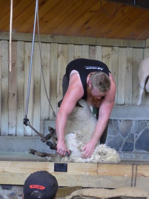 Rotorua - Sheep Show and Sulphur Smell (New Zealand Part 18)
