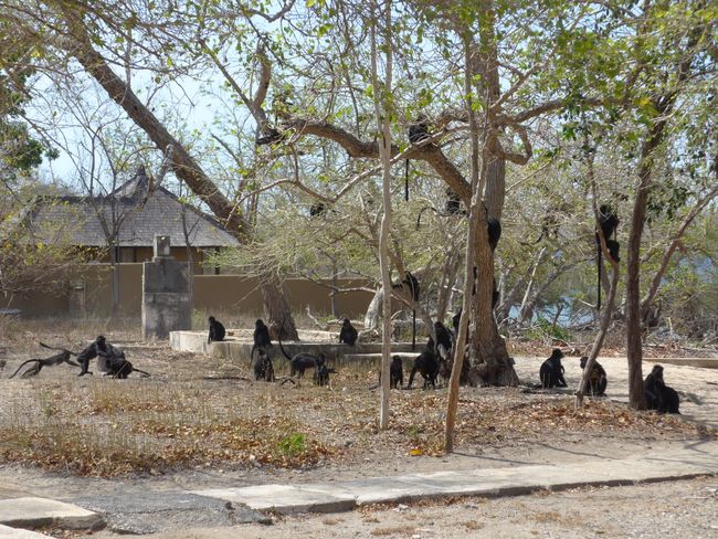 पश्चिम बाली राष्ट्रीय उद्यान - माकडांमध्ये आराम (बाली भाग १)