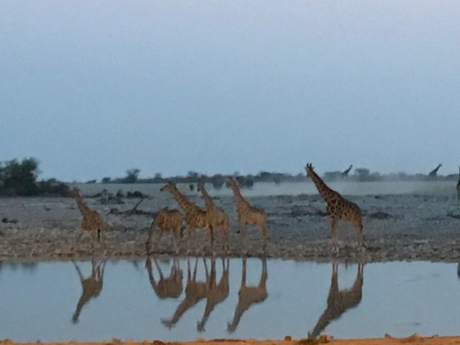 Giraffes at dusk