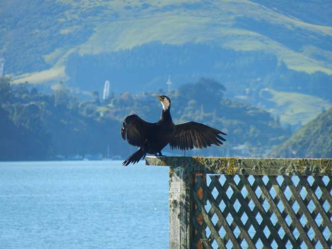 Cormorant Otago Peninsula