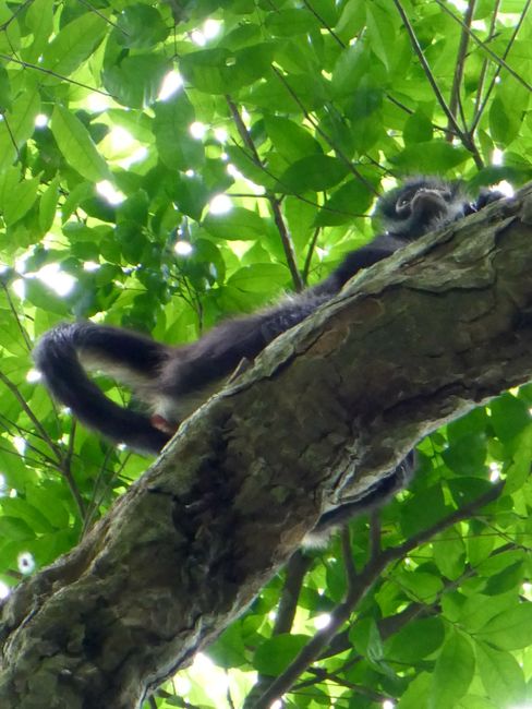 Tikal - Spider monkey