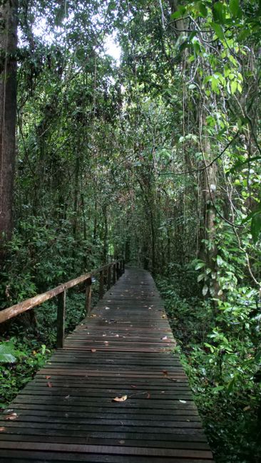19/04/2019 bis 23/04/2019 - Mulu Nationalpark / Borneo / Malaysia
