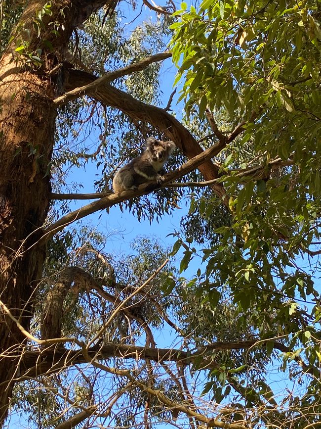 Koala am Kennett River