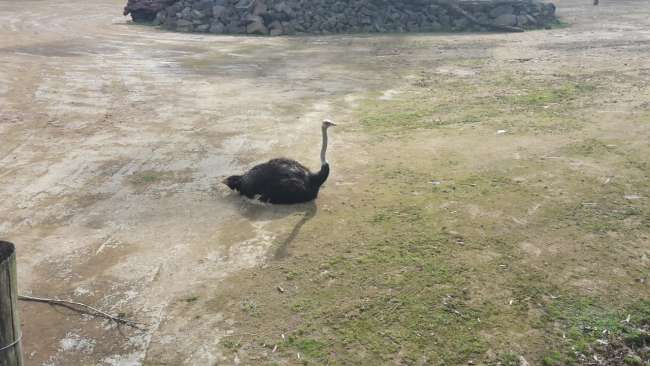 Another ostrich