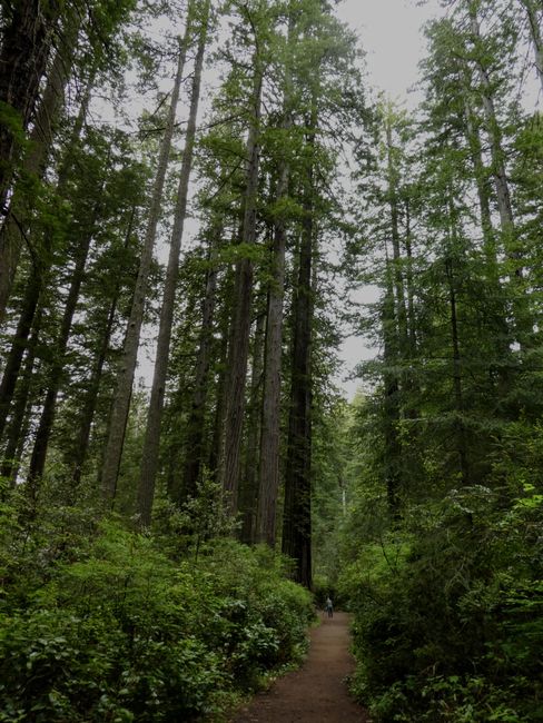 Redwood NP - California