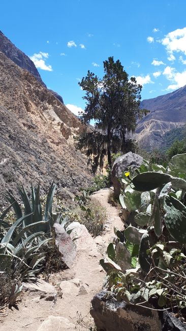 Colca Canyon & Arequipa