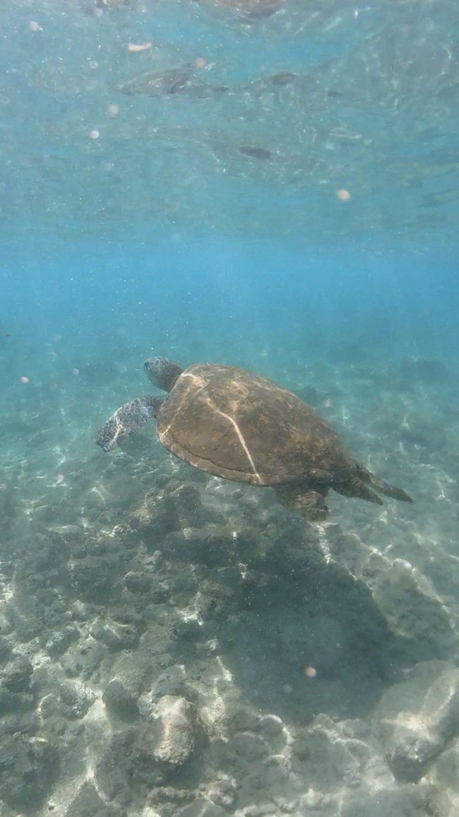 Turtle at Poipu Beach