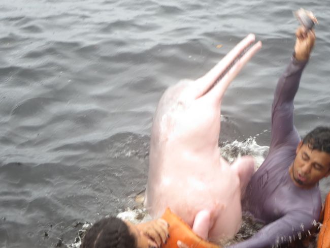 Pink dolphins, piranhas and matrinxha