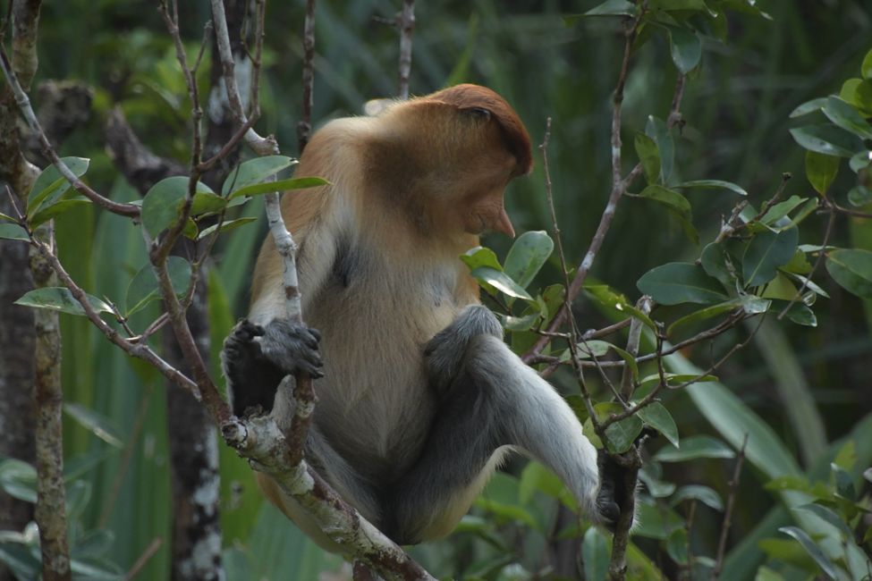 Indonesia - Borneo - Tanjung Puting NP - Proboscis Monkey
