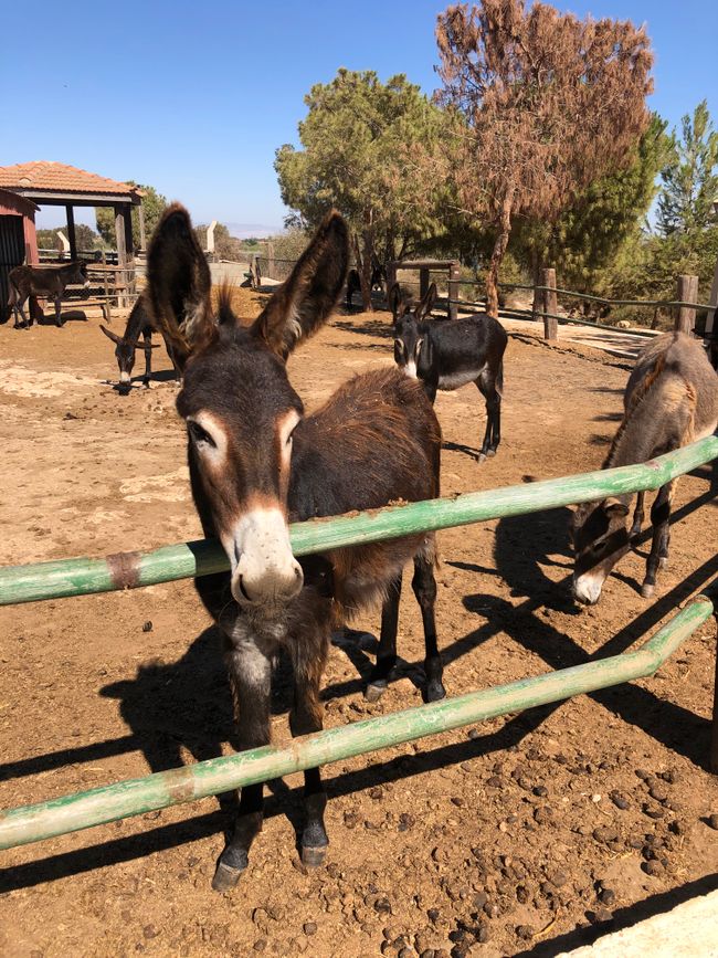 Achna Lake Donkey and Animal Farm