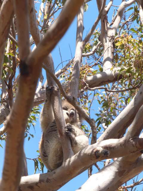 Koala - so adorable