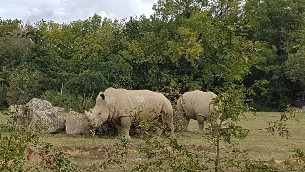 Real rhinoceros in the Planète Sauvage
