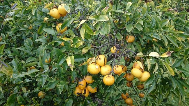 Oranges, lemons, and mandarins. The trees are full. Even olives are grown here.