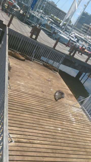 Harbor and seals