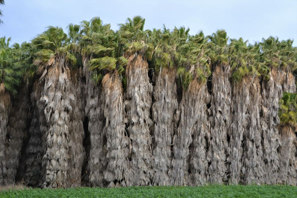 So sehen Palmen aus, wenn man nicht jedes Jahr die alten Blätter entfernt