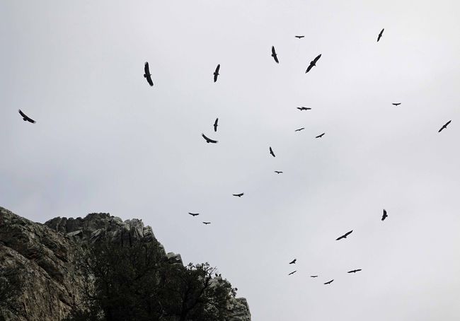 Stora fåglar-Mean Birds-Småfåglar