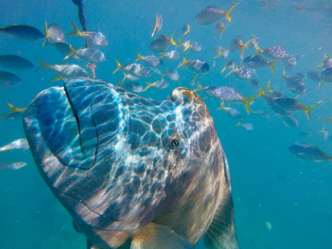 Amazing underwater life at the Whitsundays with this 2.5 meter Maori Fish