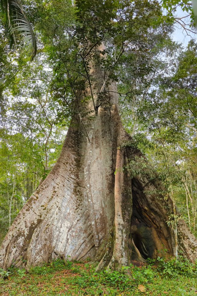 400 Jahre alter🌳