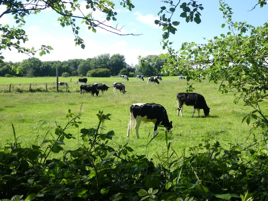 North German cows
