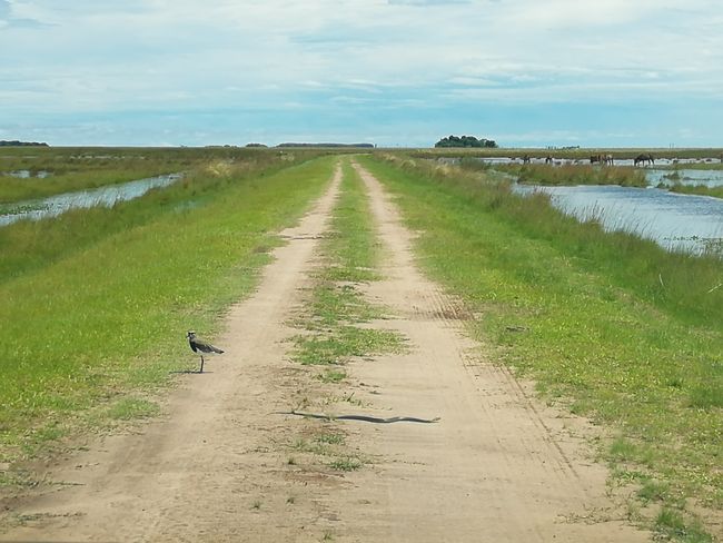 Corrientes & Iberá National Park (Argentina)