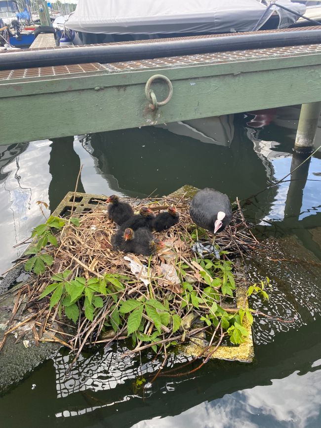 Gemütlich im Nest