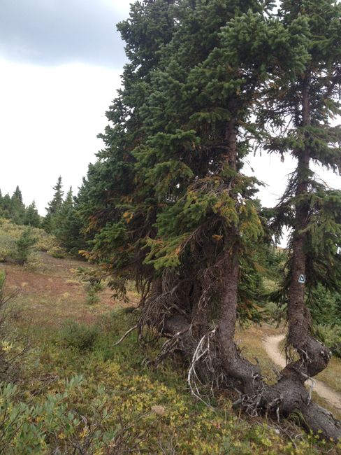Randonnée Ouest : Colorado Trail