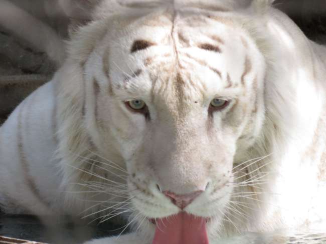 White tiger at the Mirage