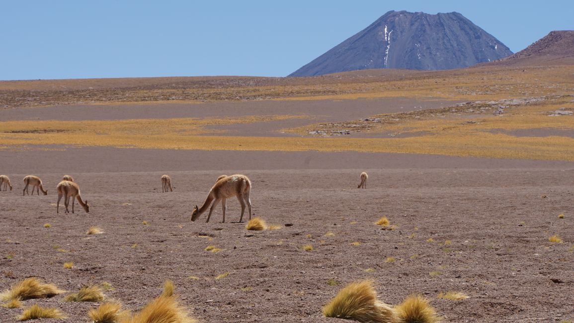 eine Herde wilder Vicuñas