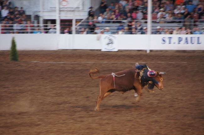 St. Paul Rodeo (1) - with 10,000 spectators in a 400-person village