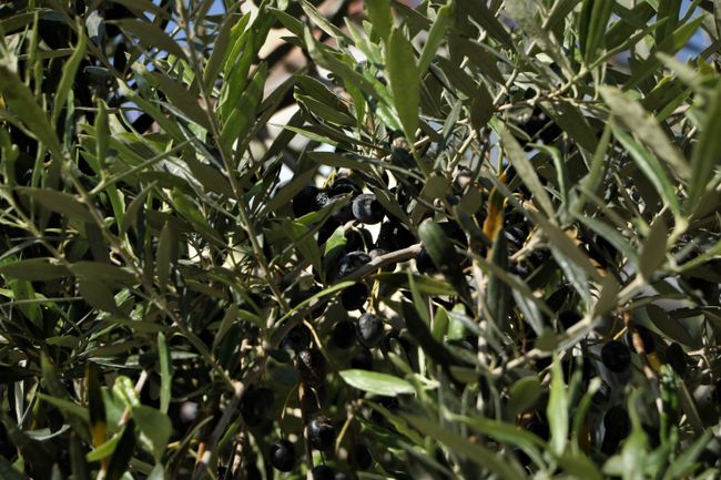Olive trees decorate the forum