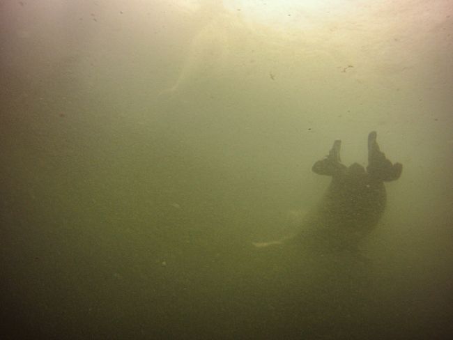 Day 55 - Diving with Seals in Rostock