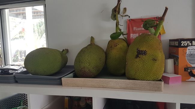 There was jackfruit at the Jungle Hostel. 