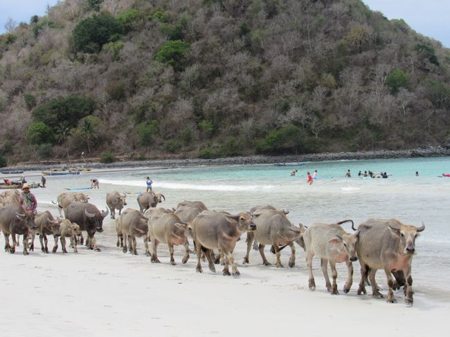 Cows on the beach in Lombok