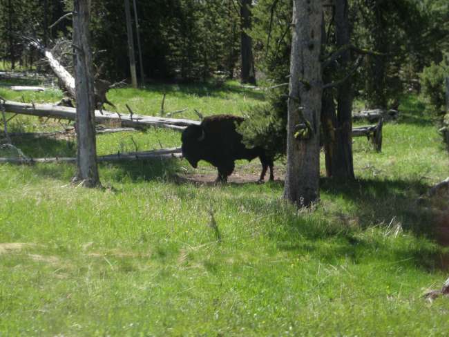 Parco Nazionale Yellowstone
