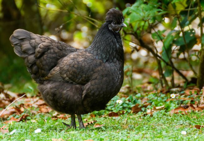 On the campground near Whangarei, there are chickens and...