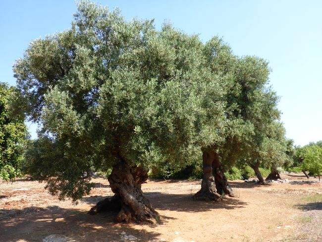 Prächtige Olivenbäume