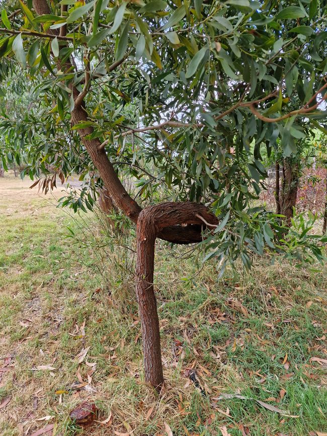 Knoten im Baum