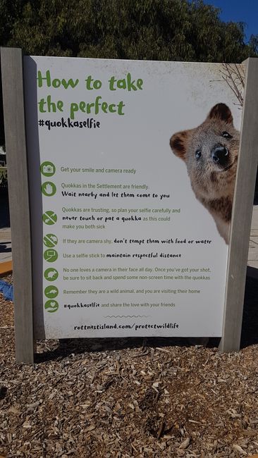 There's even a guide on how to take the best selfies with Quokkas.