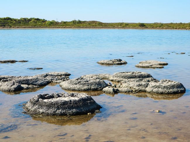 Stromatolites at Lake Thetis 