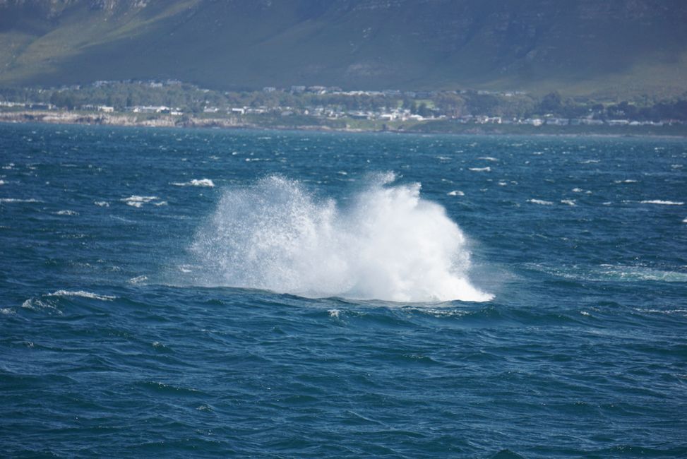 Hermanus ♥️