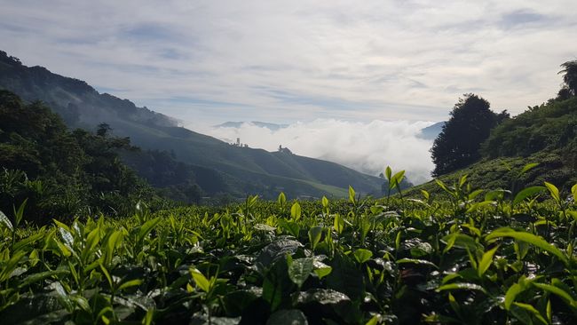 Cameron Highlands - Malaysia's pantry has a lot to offer