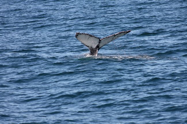 Humpback whale - with a white fin on its underside.