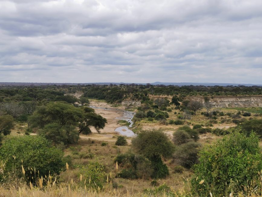 AFRIKA- La MOSCA pica, el ARROZ está listo, MALARIA.