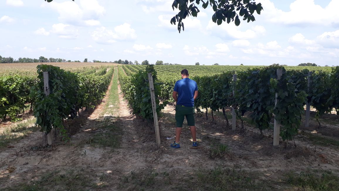 Fertilizing the vineyards ;)