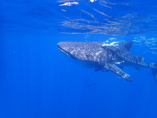 From the boat, we regularly see whale sharks that you can go snorkeling with.